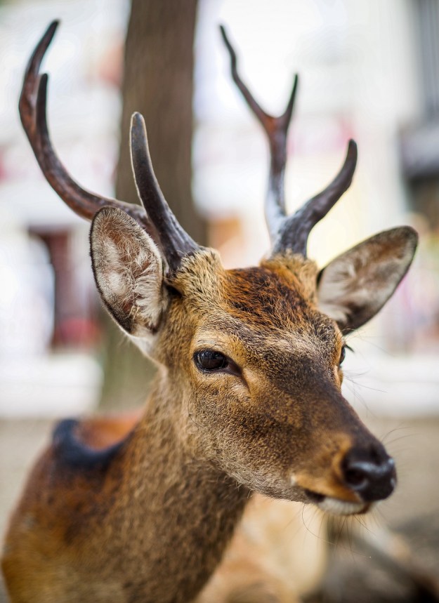 biche cerf miyajima