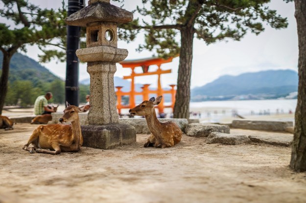 biche cerf miyajima