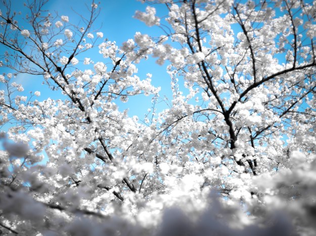 Floraison sakura Japon