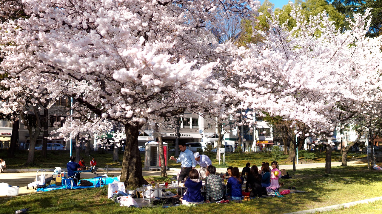 Floraison sakura Japon