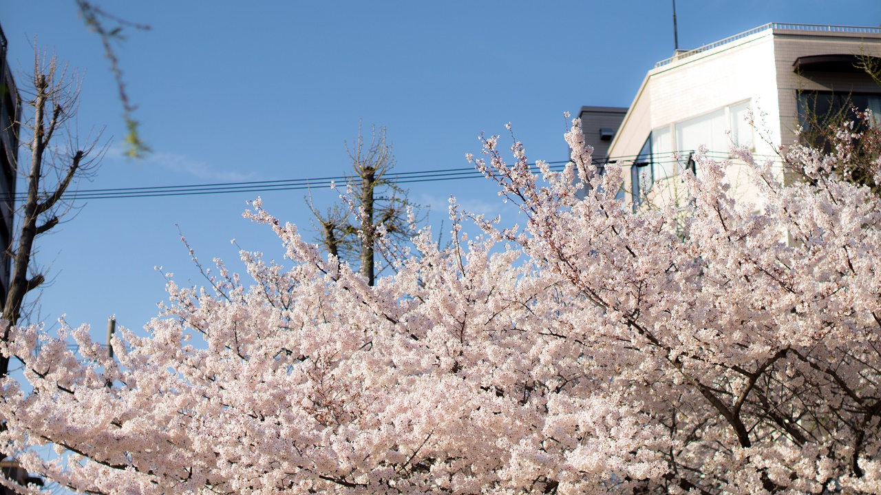 Floraison sakura Japon