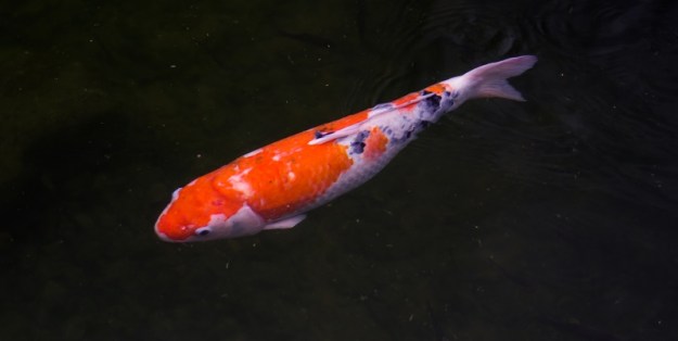Koi Japon