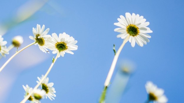 printemps japon fleur