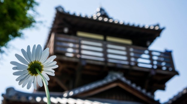 printemps japon fleur