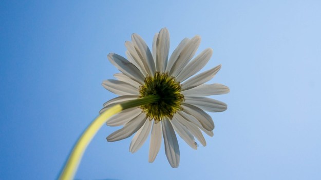 printemps japon fleur