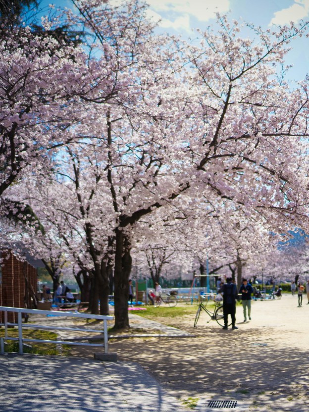 Printemps Osaka hanami cerisier