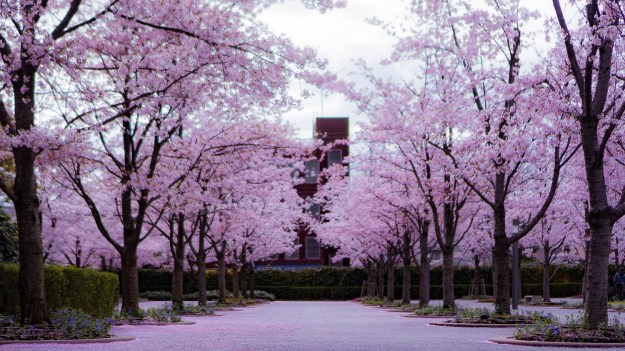 Sakura, Osaka, Japon