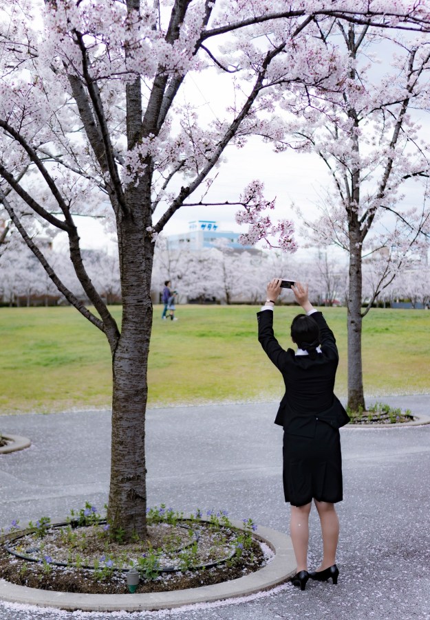 Japon osaka cerisiers