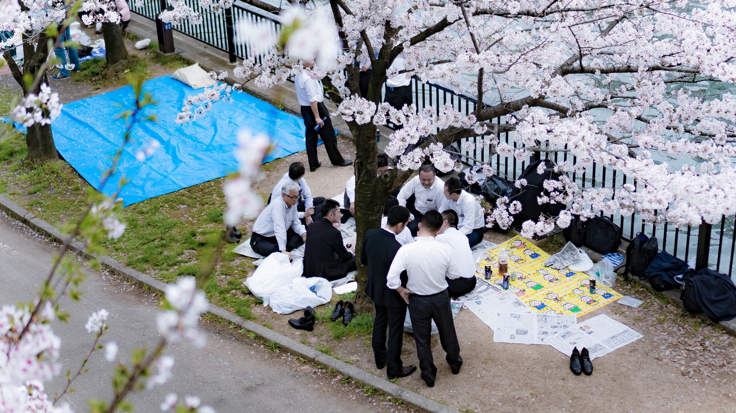 Japon osaka cerisiers
