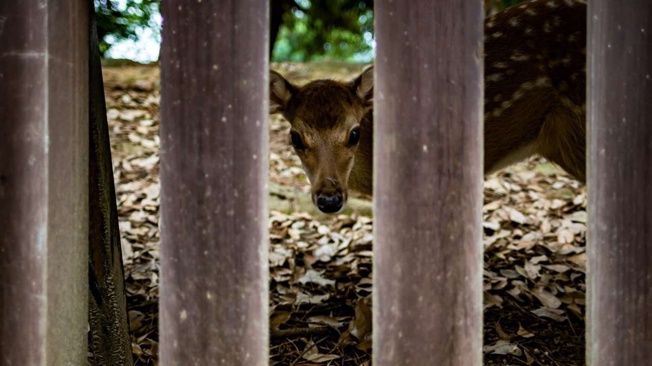 Osaka Nara Japon biches