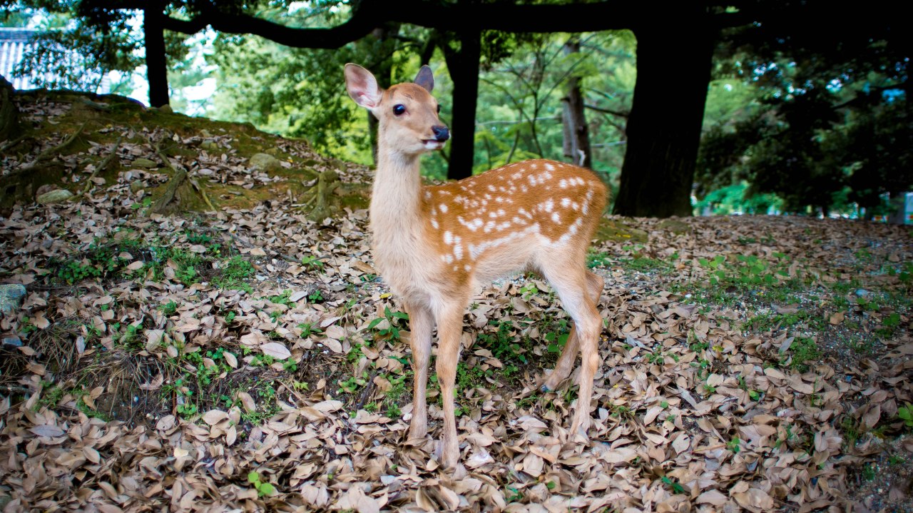 Osaka Nara Japon biches
