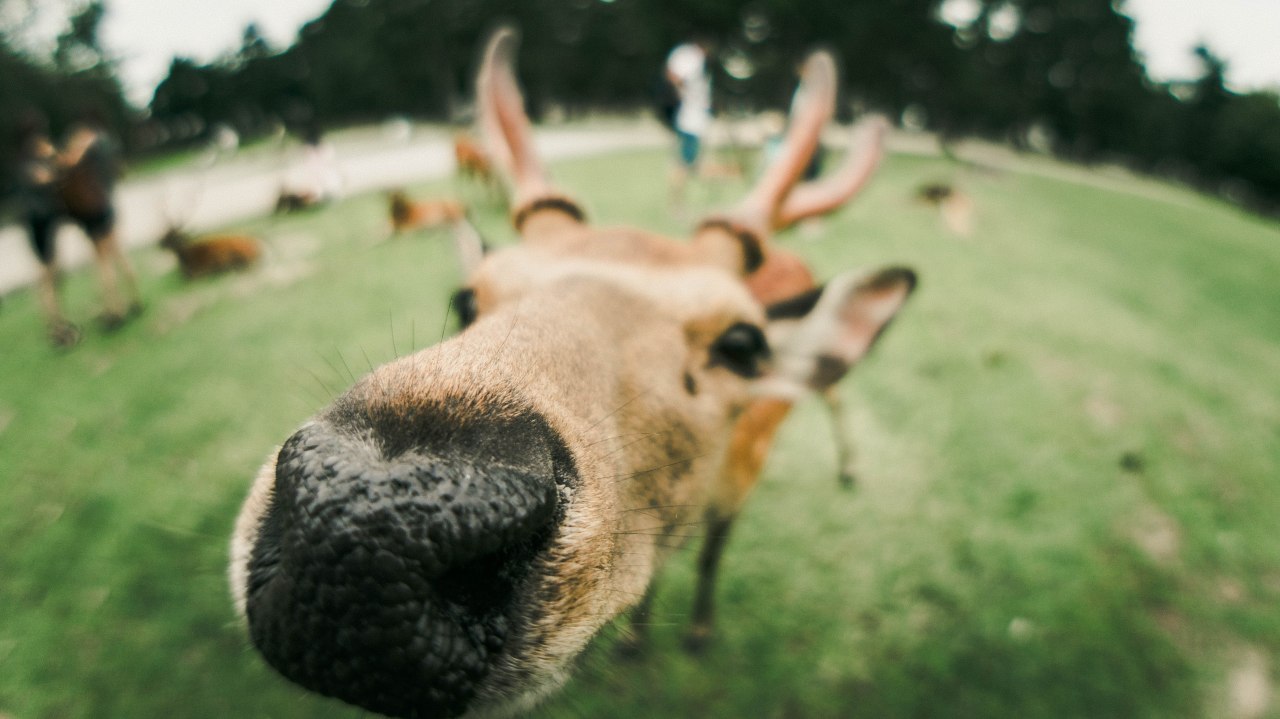 Osaka Nara Japon biches