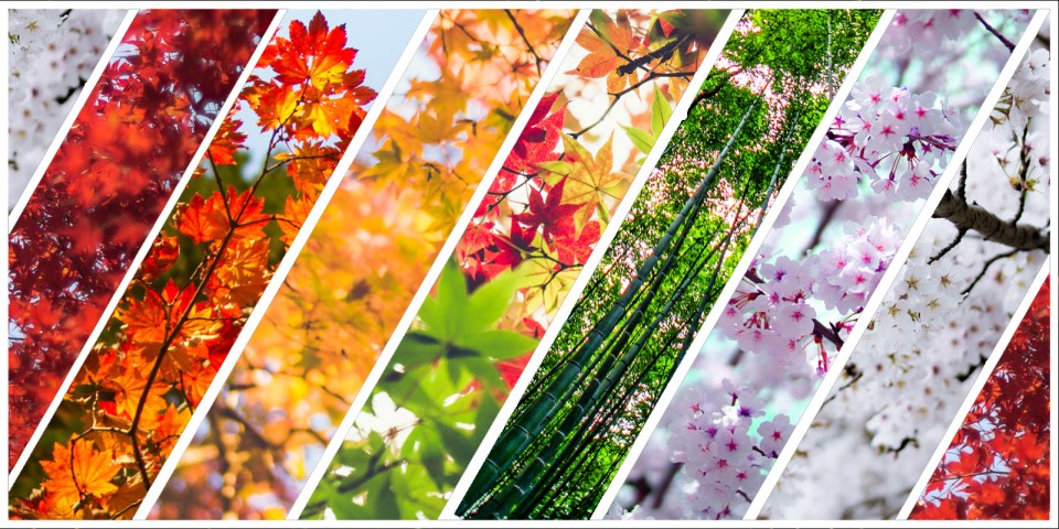 Le Japon est-il beau ?