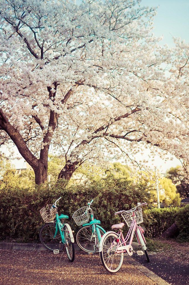 Osaka cerisiers Japon