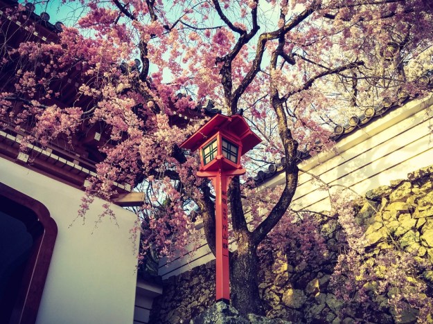 IMG_20170412_174827Osaka cerisiers Japon