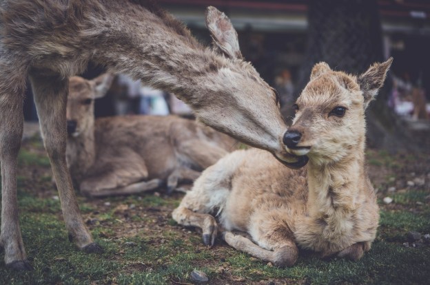 Biche de Nara, Japon